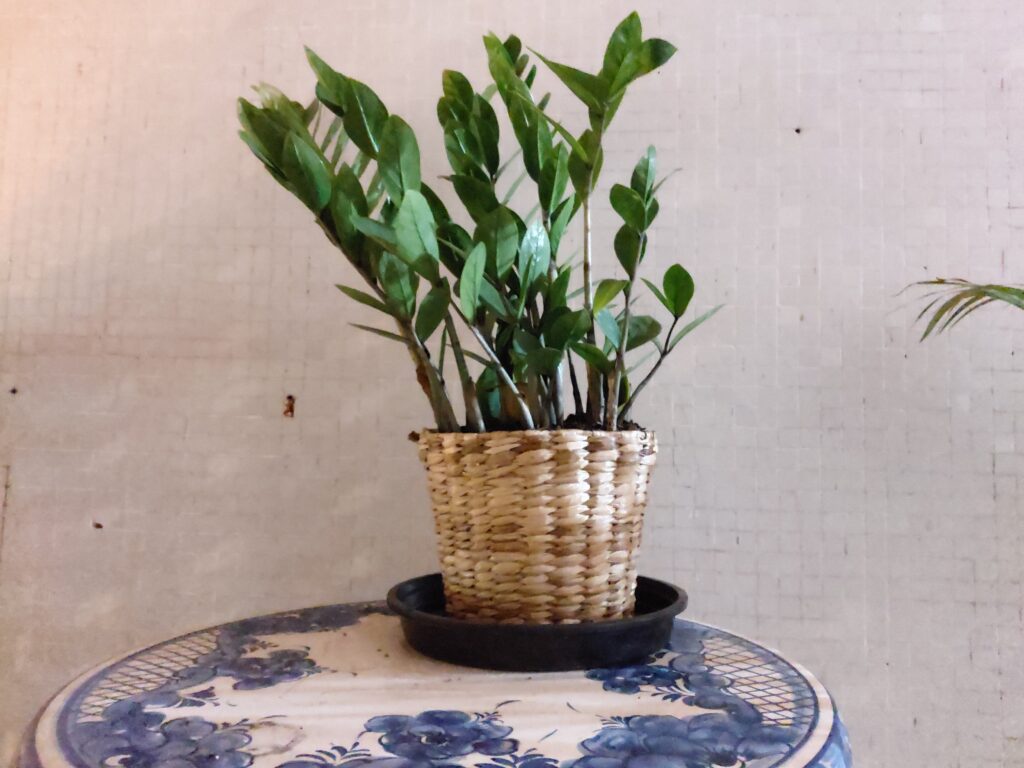 Foto com modo noturno // Galaxy A80