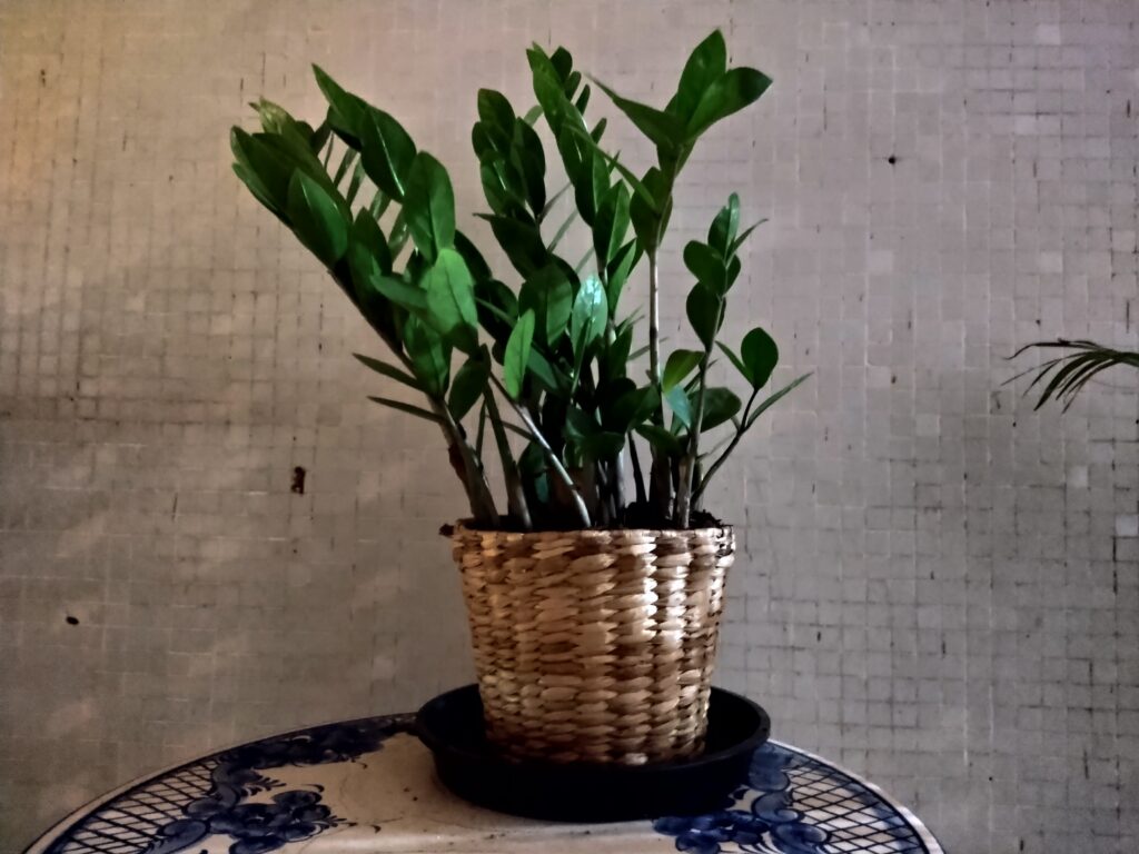 Foto com modo noturno // Moto G8 Plus